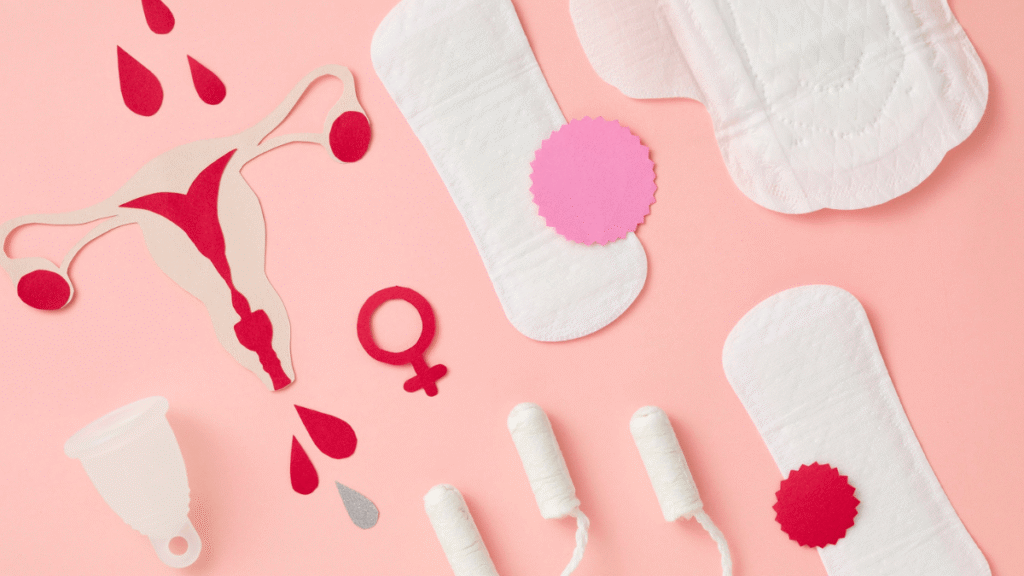 fases do ciclo menstrual